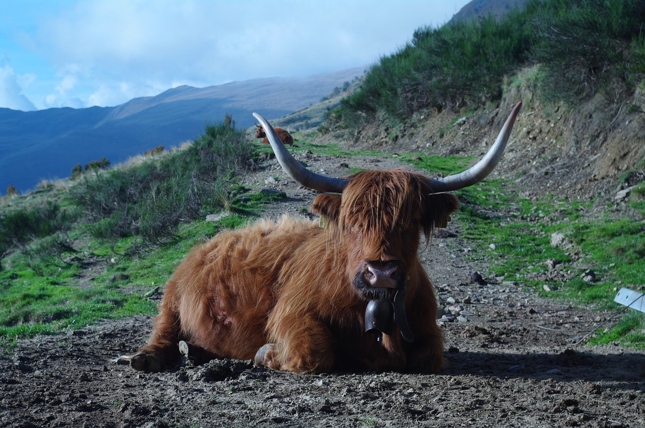 Highland Beef, Ticino, Gamta Konkrečiai, Tierhaltung Gerovė, Nemokamos Nuotraukos,  Nemokama Licenzija