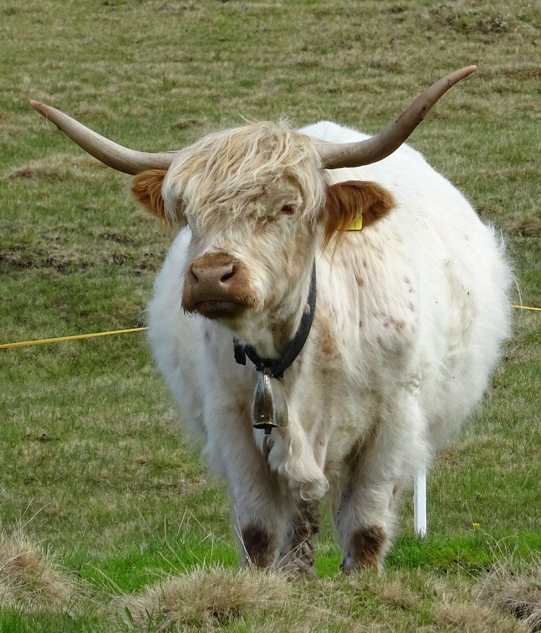 Highland Beef, Bulius, Ganyti, Nemokamos Nuotraukos,  Nemokama Licenzija