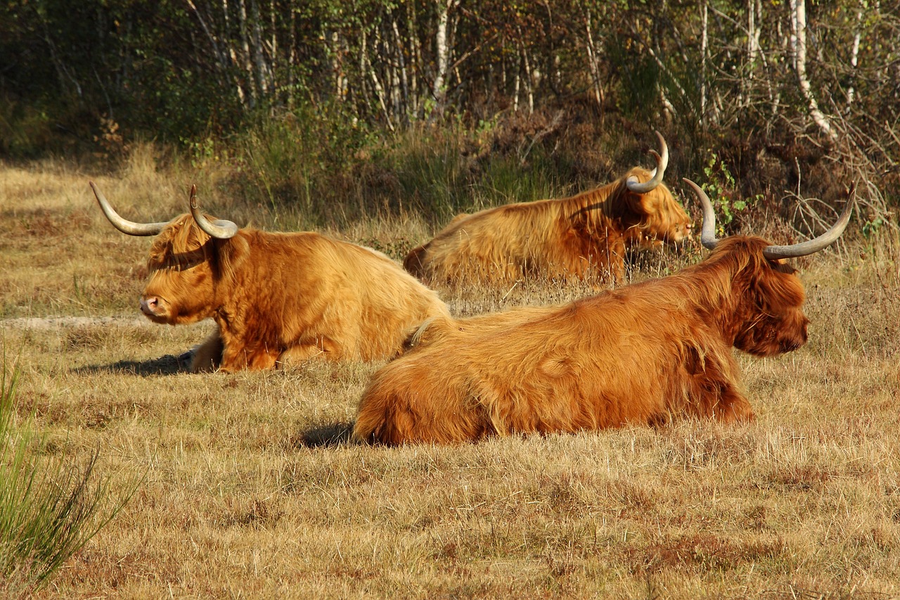 Highland Beef, Karvė, Jautiena, Ragai, Gyvūnas, Škotija, Žemdirbystė, Kalnų Galvijai, Galvijai, Kraštovaizdis