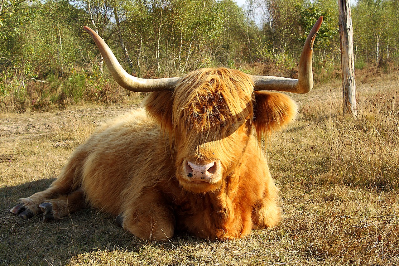 Highland Beef, Karvė, Jautiena, Ragai, Gyvūnas, Škotija, Žemdirbystė, Kalnų Galvijai, Galvijai, Kraštovaizdis