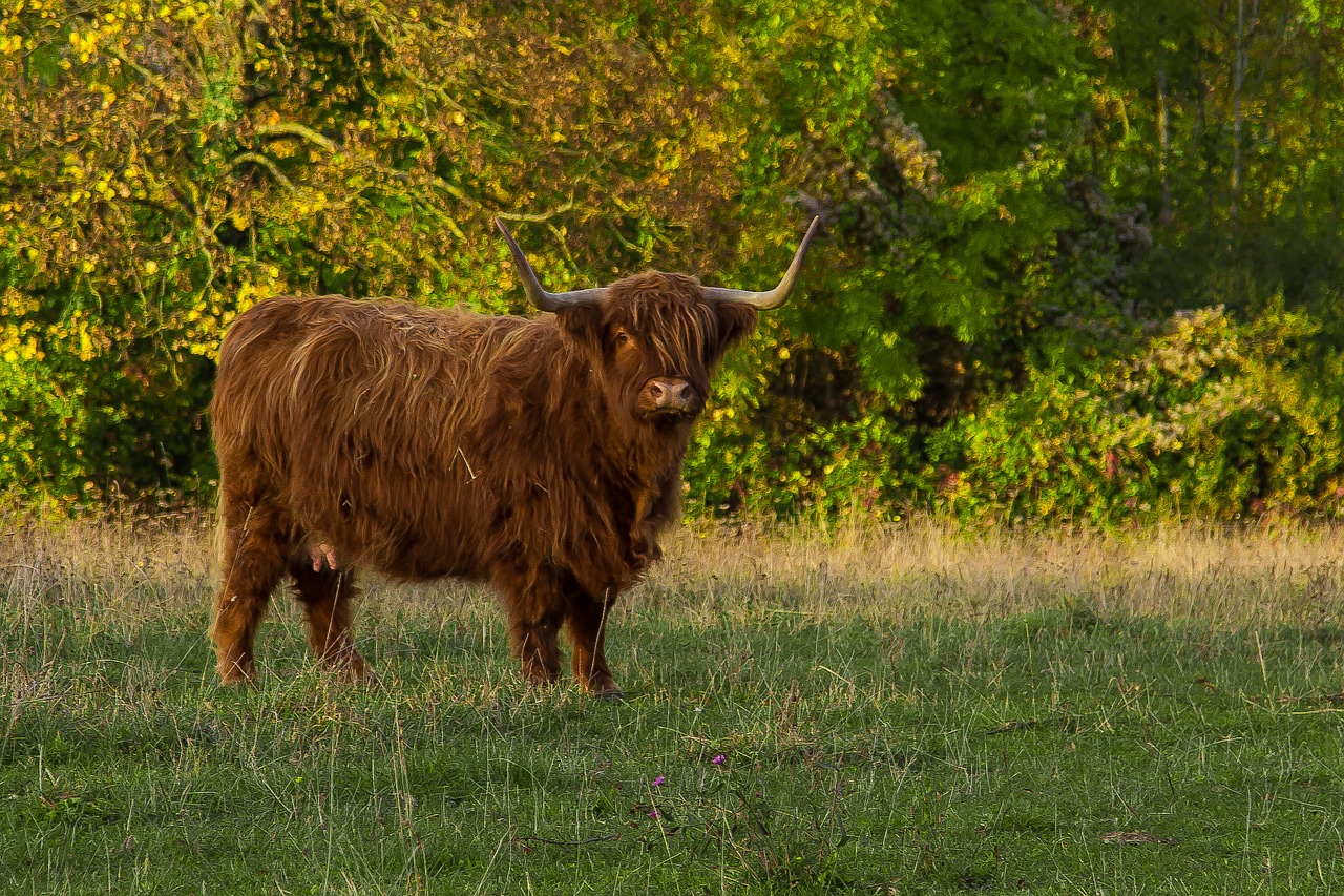 Highland Beef, Jautiena, Škotiškas Hochlandrindas, Galvijai, Ganykla, Žemdirbystė, Kailis, Nemokamos Nuotraukos,  Nemokama Licenzija