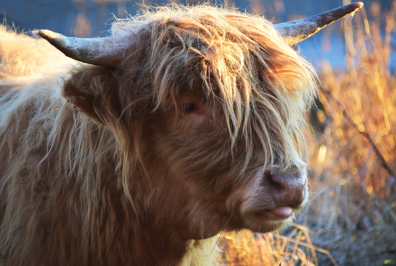 Highland Beef, Jautiena, Karvė, Škotiškas Hochlandrindas, Ragai, Žemdirbystė, Ganykla, Marškiniai, Gyvūnas, Galvijai