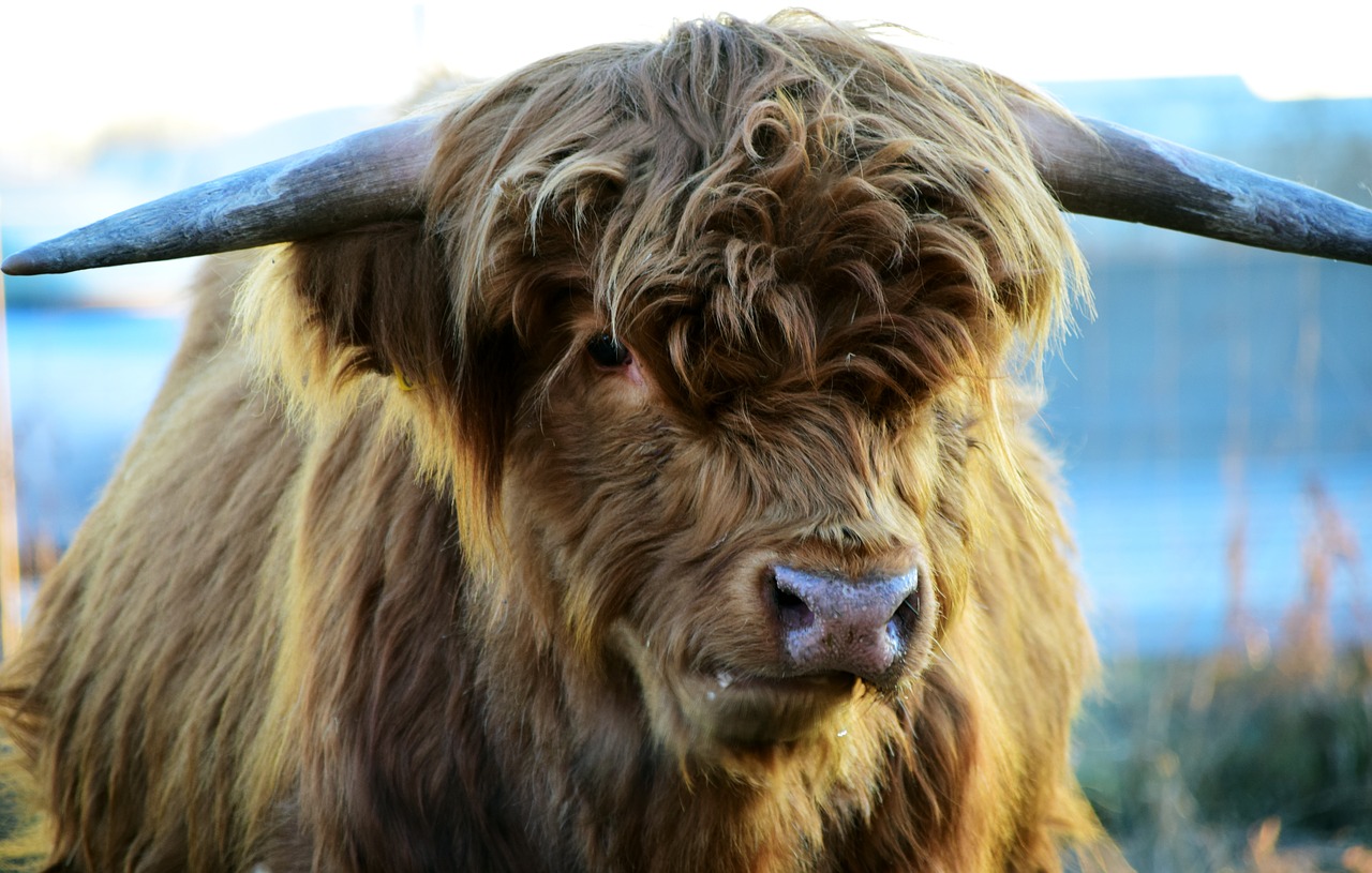 Highland Beef, Jautiena, Karvė, Škotiškas Hochlandrindas, Ragai, Žemdirbystė, Ganykla, Marškiniai, Gyvūnas, Galvijai
