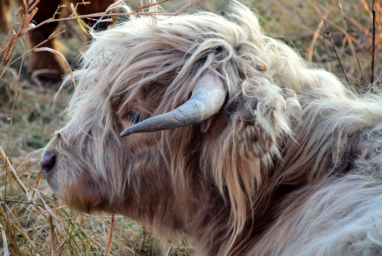 Highland Beef, Jautiena, Karvė, Škotiškas Hochlandrindas, Ragai, Žemdirbystė, Ganykla, Marškiniai, Gyvūnas, Galvijai