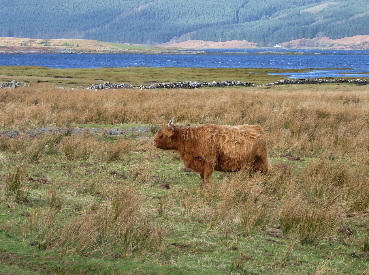 Highland Beef, Škotija, Jautiena, Karvė, Marškiniai, Ganykla, Gyvūnas, Škotiškas Hochlandrindas, Ragai, Kraštovaizdis
