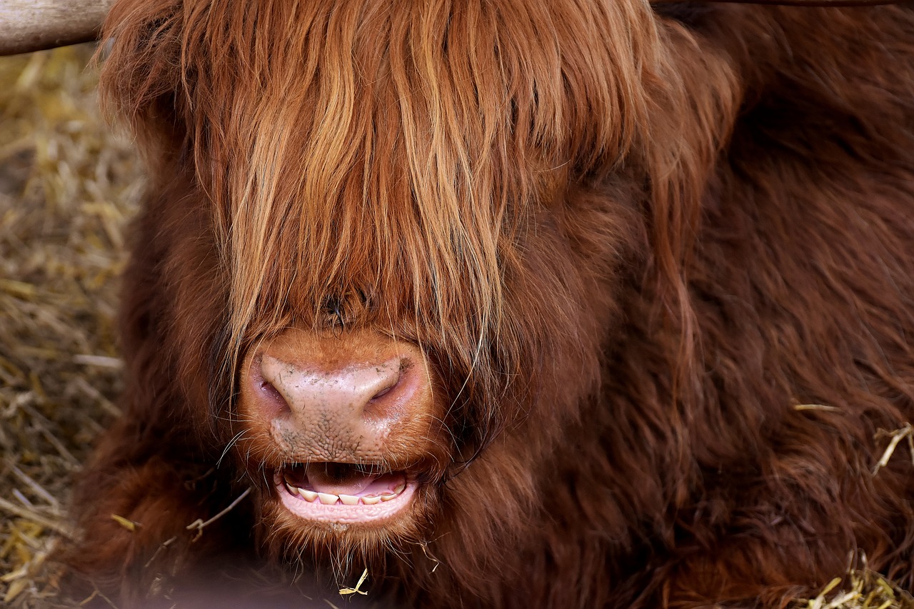 Highland Beef, Galva, Kramtyti, Fermos Gyvūnas, Snukis, Geras Aiderbichl, Nemokamos Nuotraukos,  Nemokama Licenzija