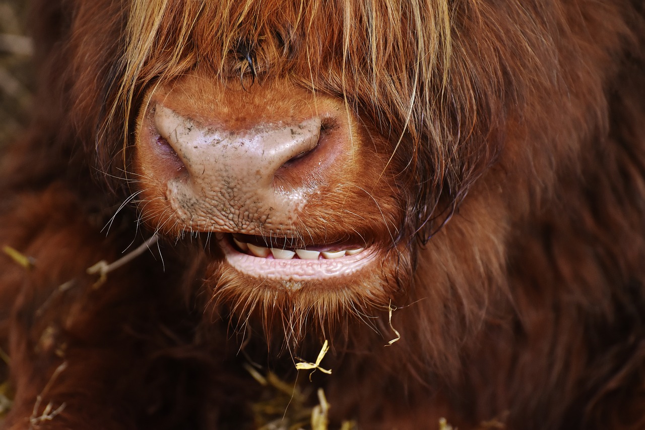 Highland Beef, Galva, Kramtyti, Fermos Gyvūnas, Snukis, Geras Aiderbichl, Nemokamos Nuotraukos,  Nemokama Licenzija