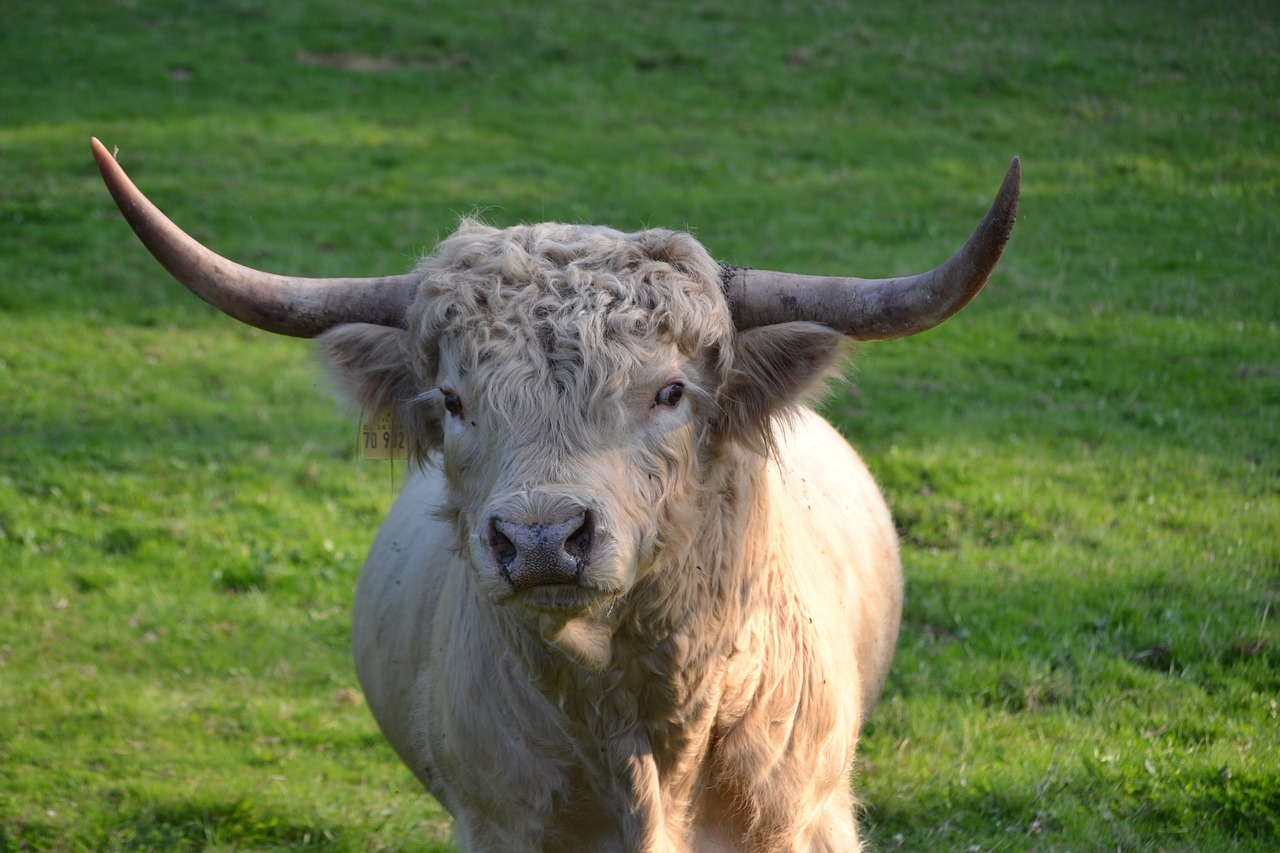 Highland Beef, Ganykla, Škotų Kalnų Karvė, Kalnų Galvijai, Žemdirbystė, Jautiena, Gyvūnas, Karvė, Galvijai, Škotų