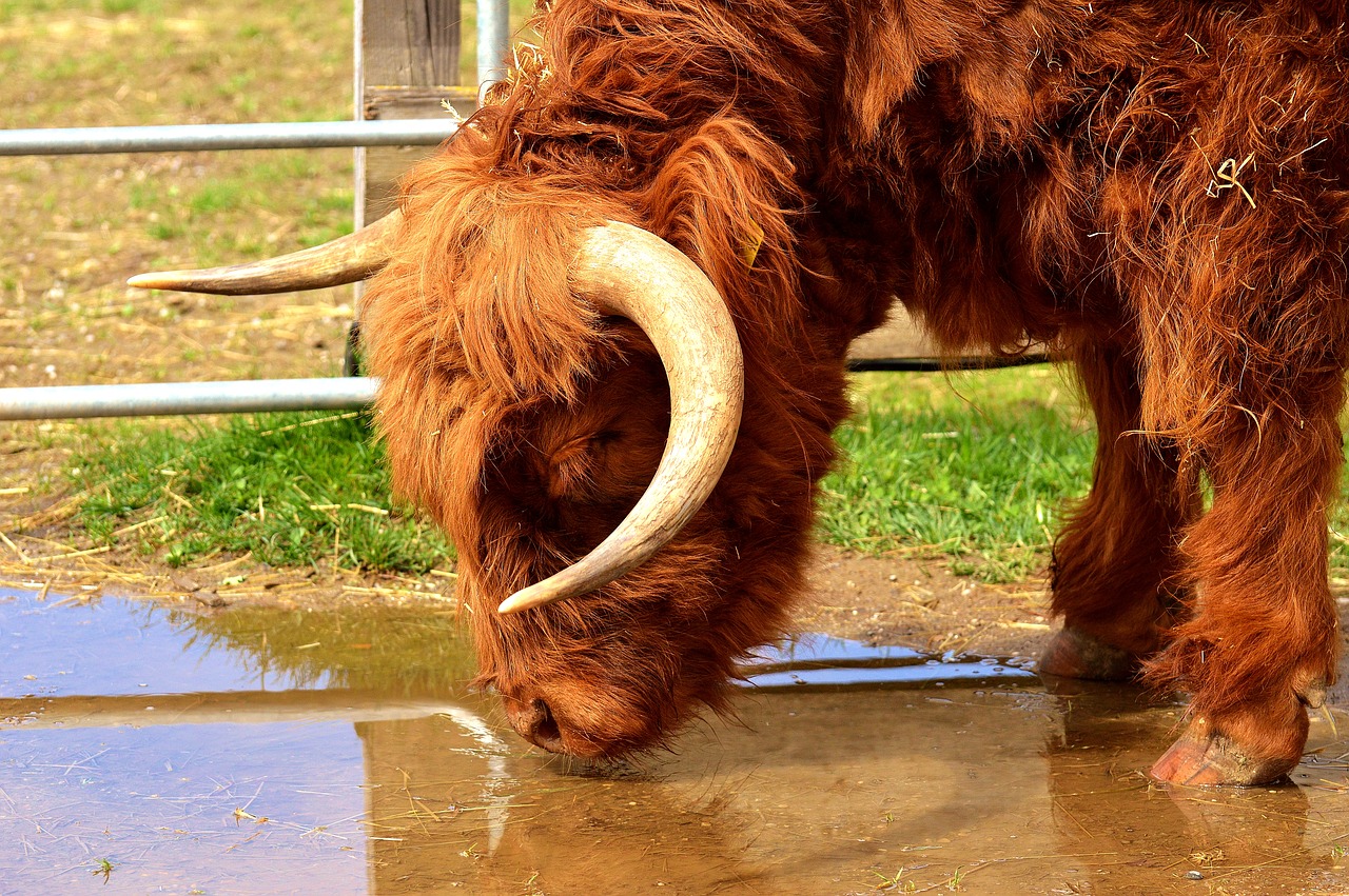 Highland Beef, Gerti, Vanduo, Galva, Fermos Gyvūnas, Snukis, Geras Aiderbichl, Nemokamos Nuotraukos,  Nemokama Licenzija