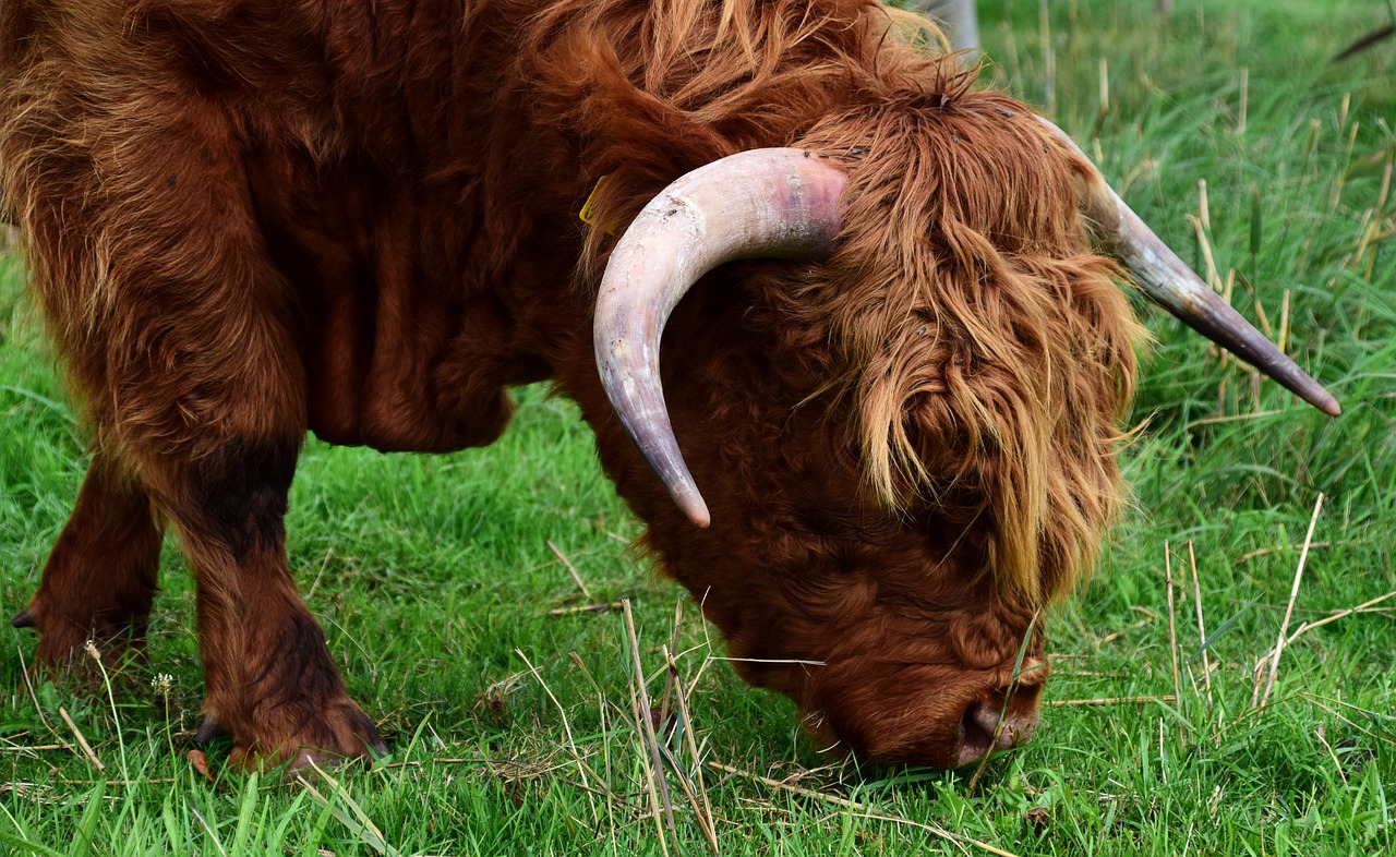 Highland Beef, Galoway, Jautiena, Škotiškas Hochlandrindas, Ragai, Marškiniai, Žemdirbystė, Gyvuliai, Ruda, Gyvūnas