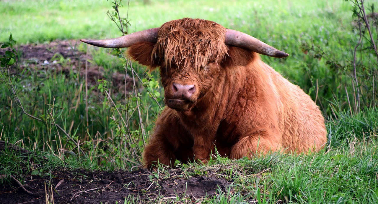 Highland Beef, Galoway, Jautiena, Škotiškas Hochlandrindas, Ragai, Marškiniai, Žemdirbystė, Gyvuliai, Ruda, Gyvūnas