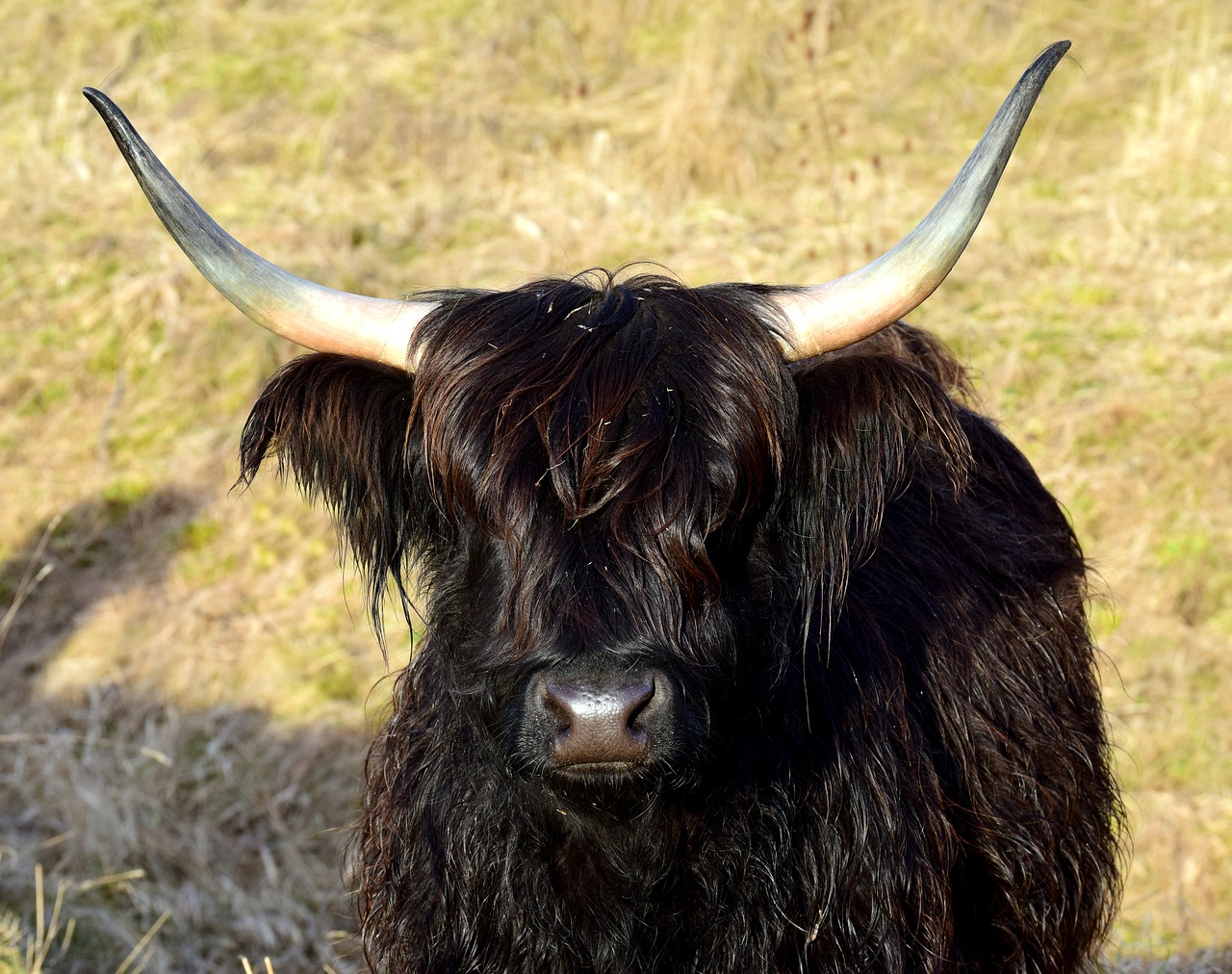 Highland Beef,  Škotų,  Galoway,  Ragai,  Juoda,  Marškiniai,  Laukiniai,  Karvė,  Jautiena,  Priekinė
