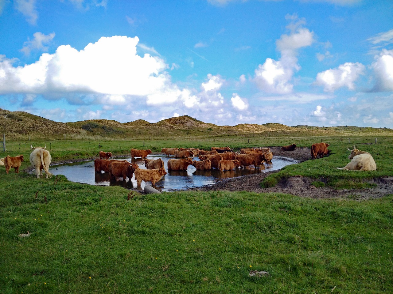 Highland Jautiena,  Highland Galvijai,  Žolė,  Kopos,  Kraštovaizdis,  Galvijų,  Gyvūnai,  Langeoog, Nemokamos Nuotraukos,  Nemokama Licenzija