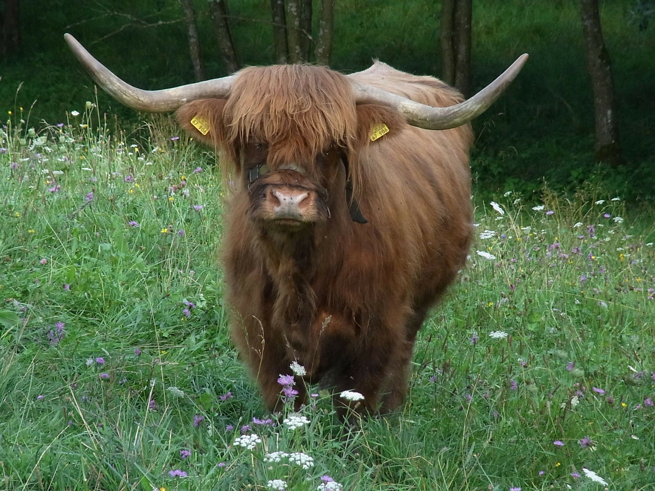 Highland Beef, Jautiena, Škotija, Karvė, Bulius, Gyvūnas, Gamta, Nemokamos Nuotraukos,  Nemokama Licenzija