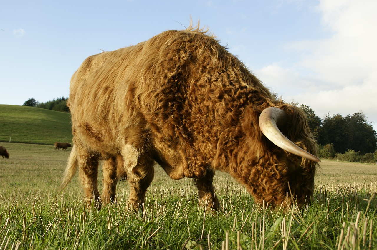 Highland Beef, Jautiena, Karvė, Ganykla, Žolė, Šveicarija, Žemdirbystė, Pieva, Nemokamos Nuotraukos,  Nemokama Licenzija