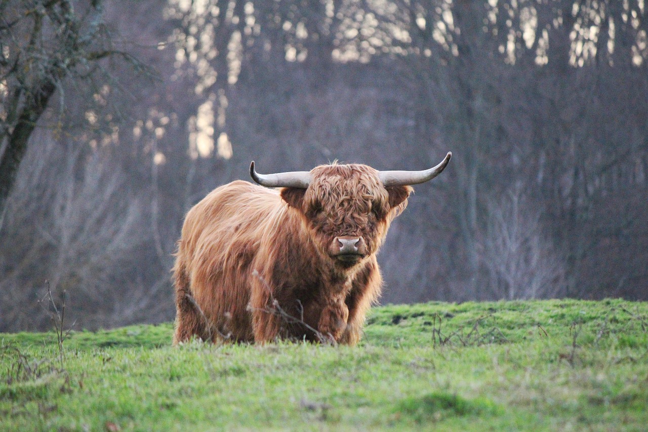 Highland Bukas, Kalnų Galvijai, Kyloe, Škotiškos Jautienos, Nemokamos Nuotraukos,  Nemokama Licenzija