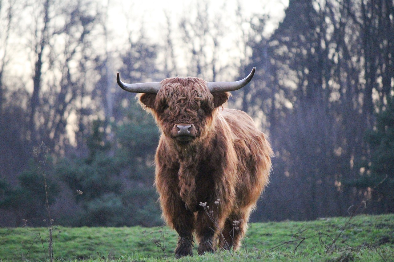 Highland Bukas, Kalnų Galvijai, Kyloe, Škotiškos Jautienos, Nemokamos Nuotraukos,  Nemokama Licenzija