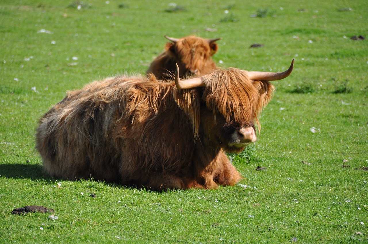 Kalnų Galvijai, Jautiena, Highland Beef, Škotija, Ragai, Škotiškas Hochlandrindas, Gyvūnas, Ganykla, Galvijai, Žemdirbystė