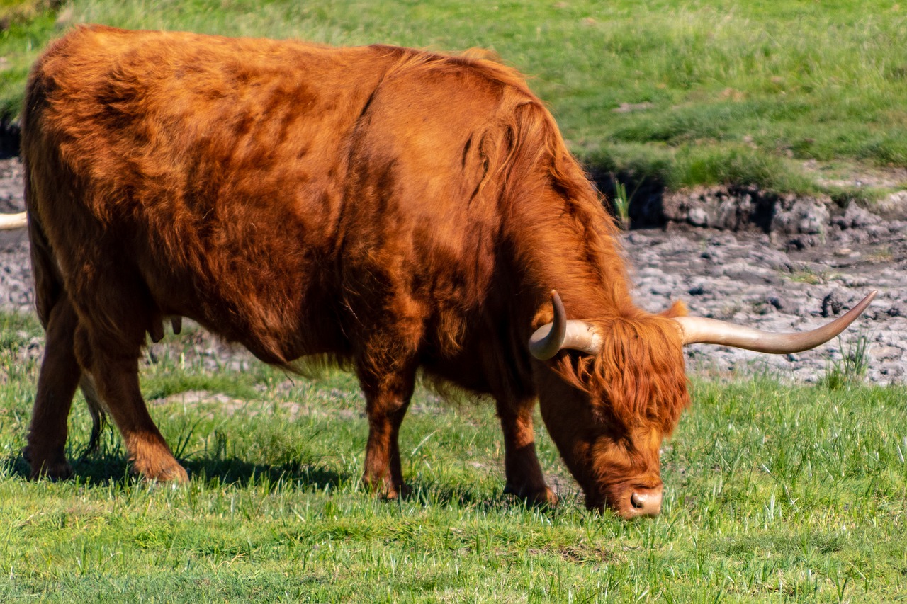 Highland Galvijai,  Škotijos,  Motinos,  Raudona,  Ganyti, Nemokamos Nuotraukos,  Nemokama Licenzija