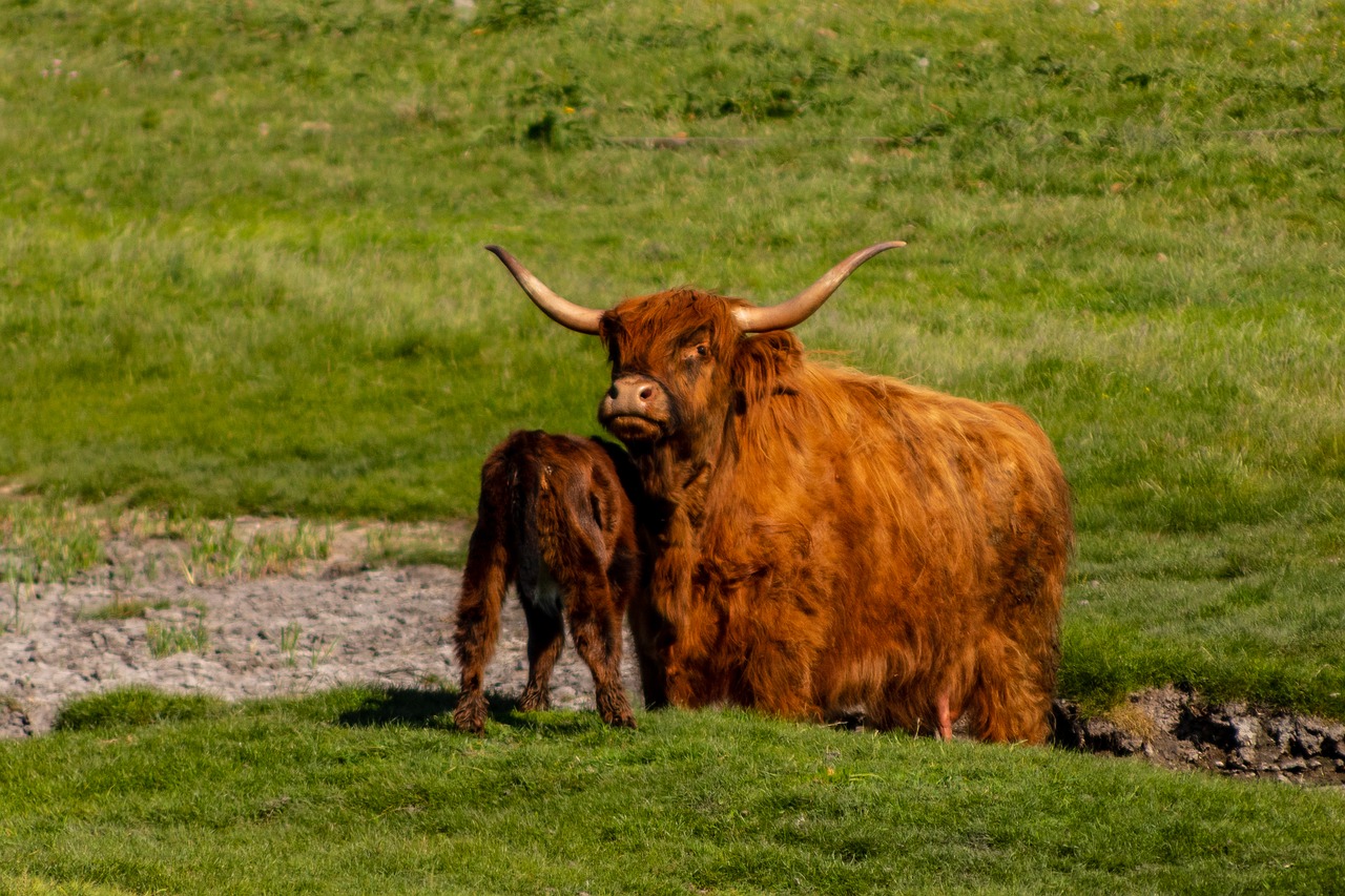 Highland Galvijai,  Blauzdos,  Žolė,  Karvė,  Galvijų,  Nuotaika, Nemokamos Nuotraukos,  Nemokama Licenzija