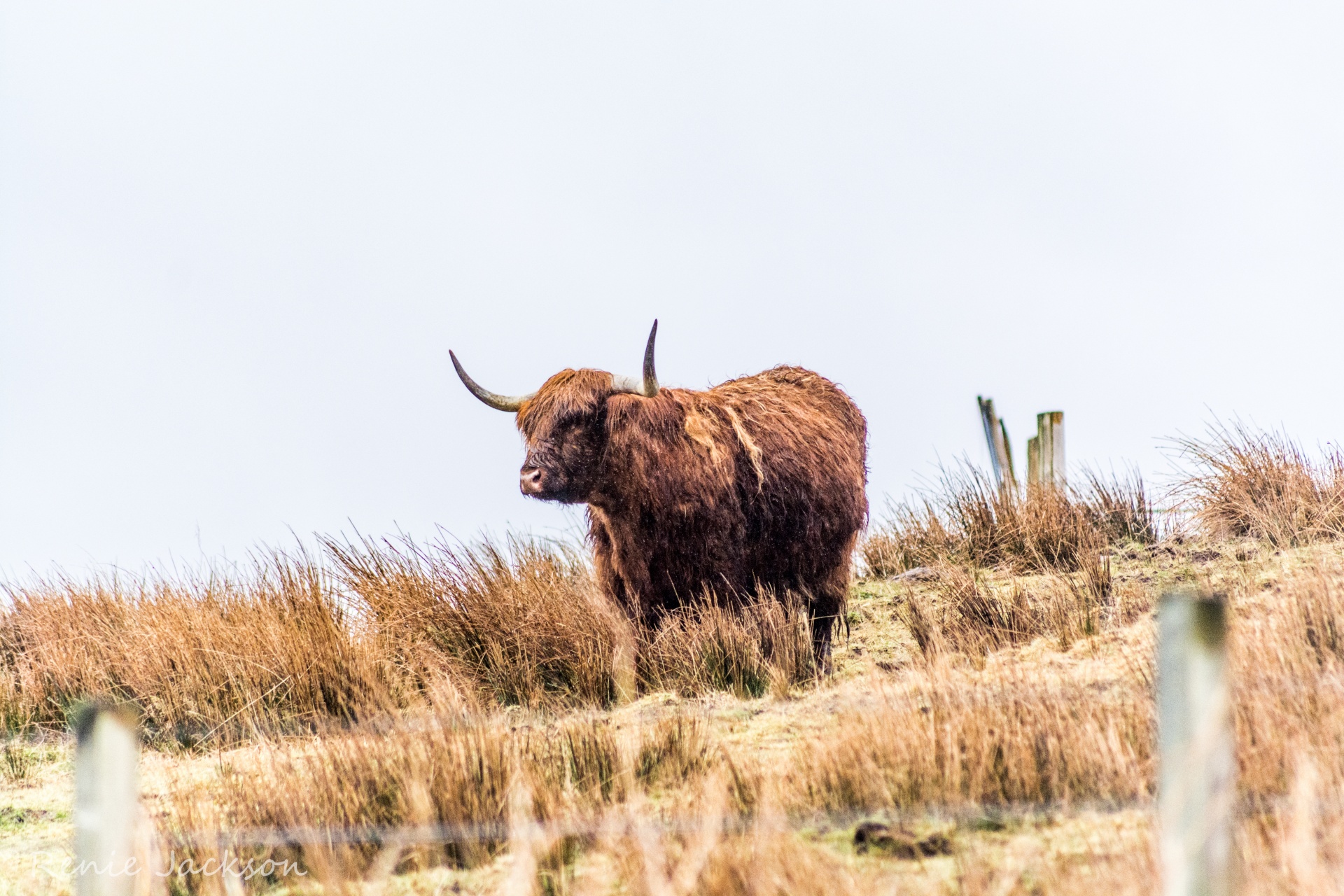 Škotija,  Karvė,  Kraštovaizdis,  Highland,  Highland Karvė, Nemokamos Nuotraukos,  Nemokama Licenzija