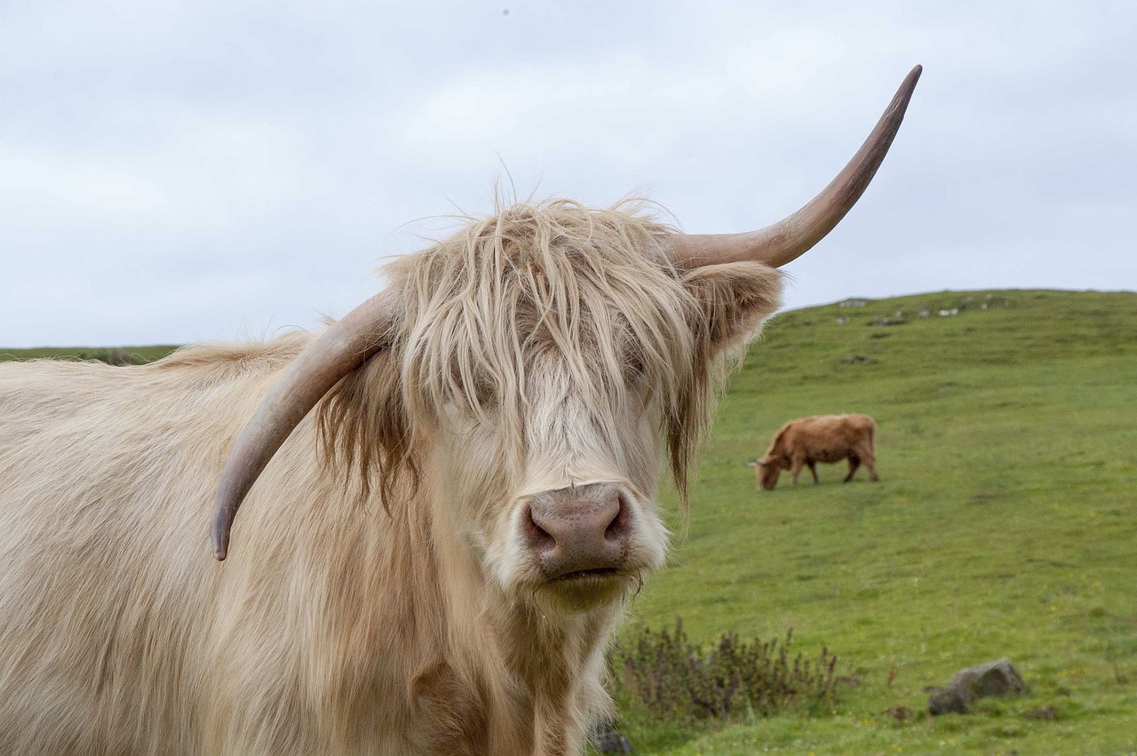 Kalninė Karvė, Škotija, Highland, Škotų, Plaukuotas, Galvijai, Kraštovaizdis, Gamta, Ūkis, Žemdirbystė