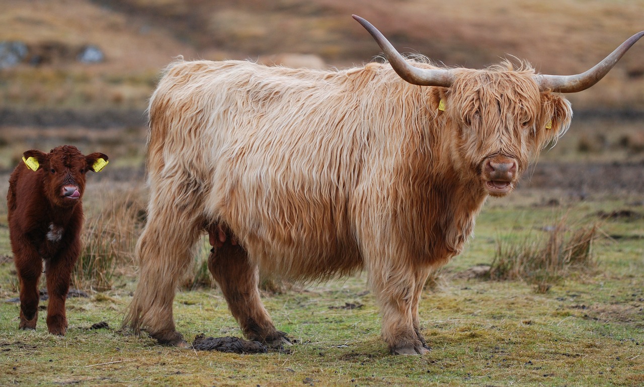 Kalninė Karvė, Škotija, Highland, Karvė, Galvijai, Gyvūnas, Škotų, Žolė, Ūkis, Gamta