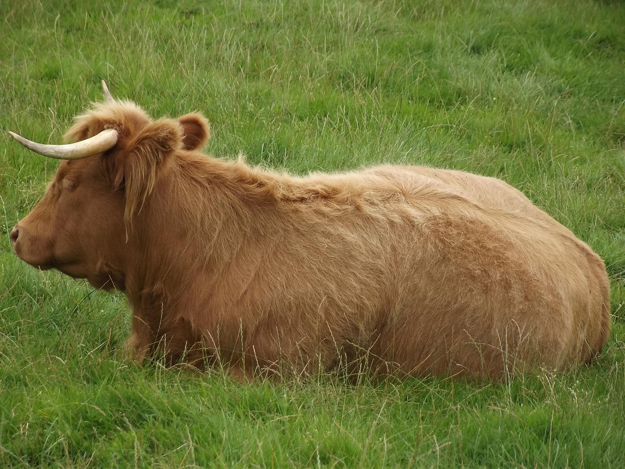 Kalninė Karvė, Ragai, Karvė, Galvijai, Gyvūnas, Highland, Nemokamos Nuotraukos,  Nemokama Licenzija