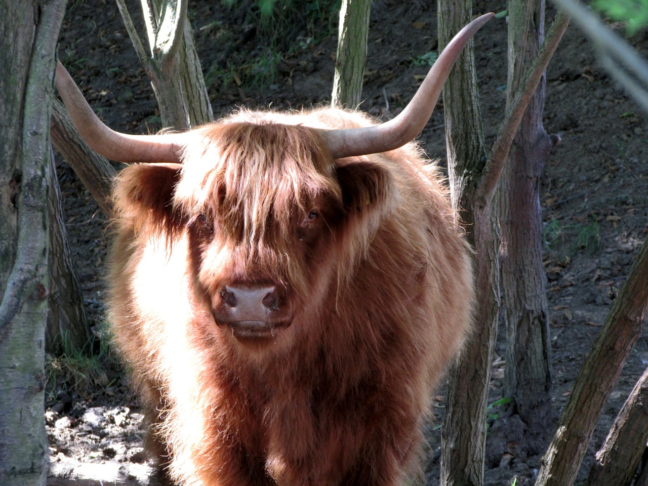 Highland Longhorn, Highland Beef, Galvijai, Ganomi Gyvūnai, Gyvūnai, Futbolas, Nemokamos Nuotraukos,  Nemokama Licenzija