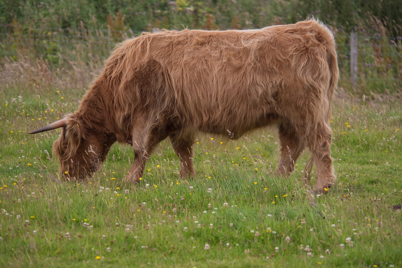 Highland-Žiurkė, Jautiena, Karvė, Škotija, Highlands, Kraštovaizdis, Hof, Laukai, Plaukuotas, Plaukai