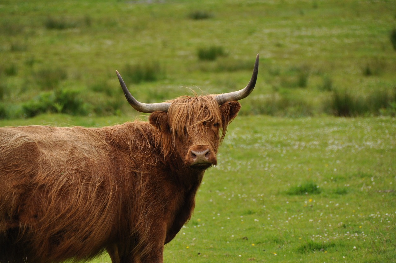 Highlander, Karvė, Škotija, Nemokamos Nuotraukos,  Nemokama Licenzija