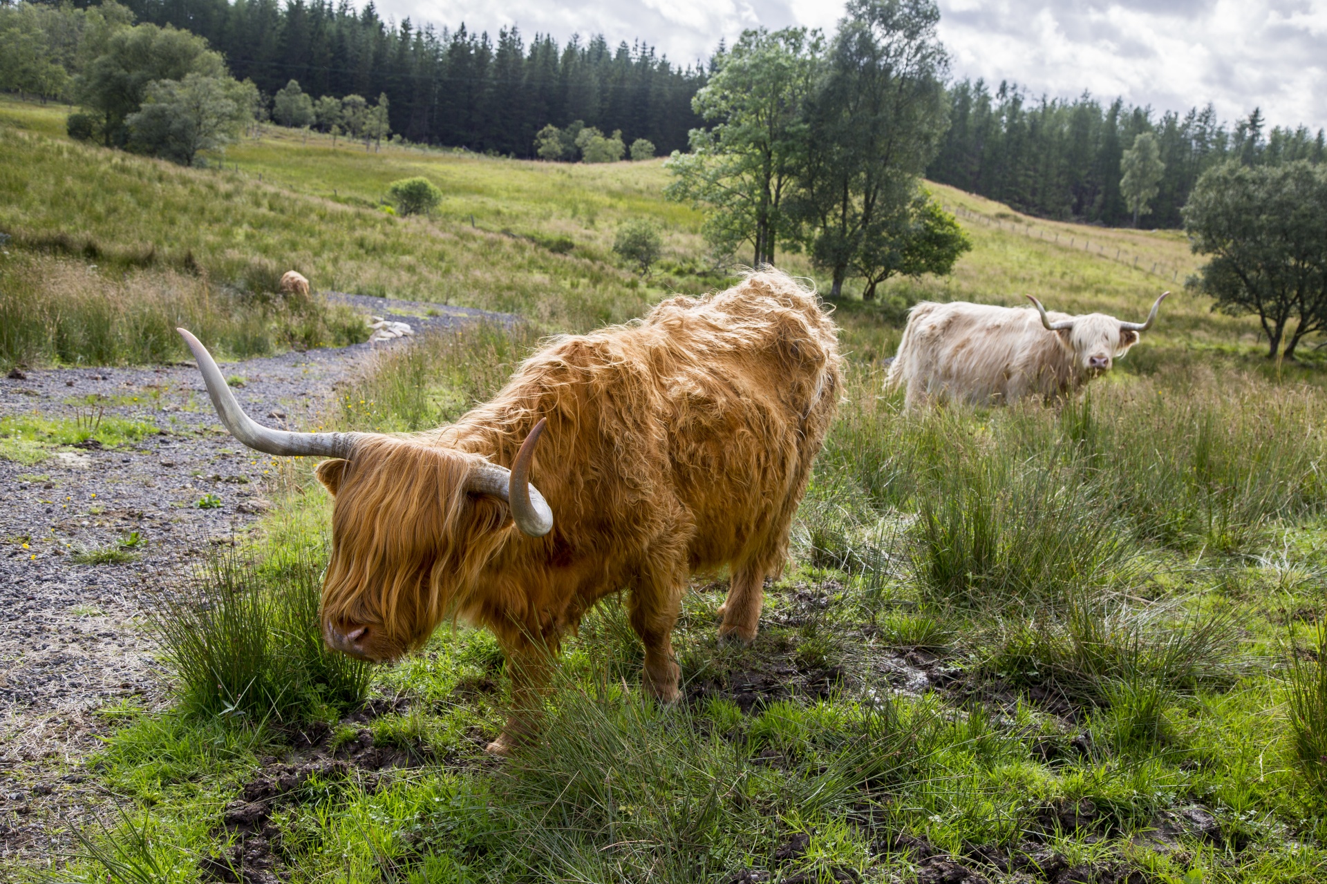 Temos,  Uk,  Fotografija,  Augintiniai,  Plaukuotas,  Loch,  Highland,  Žemdirbystė,  Kelionė,  Vaizdas