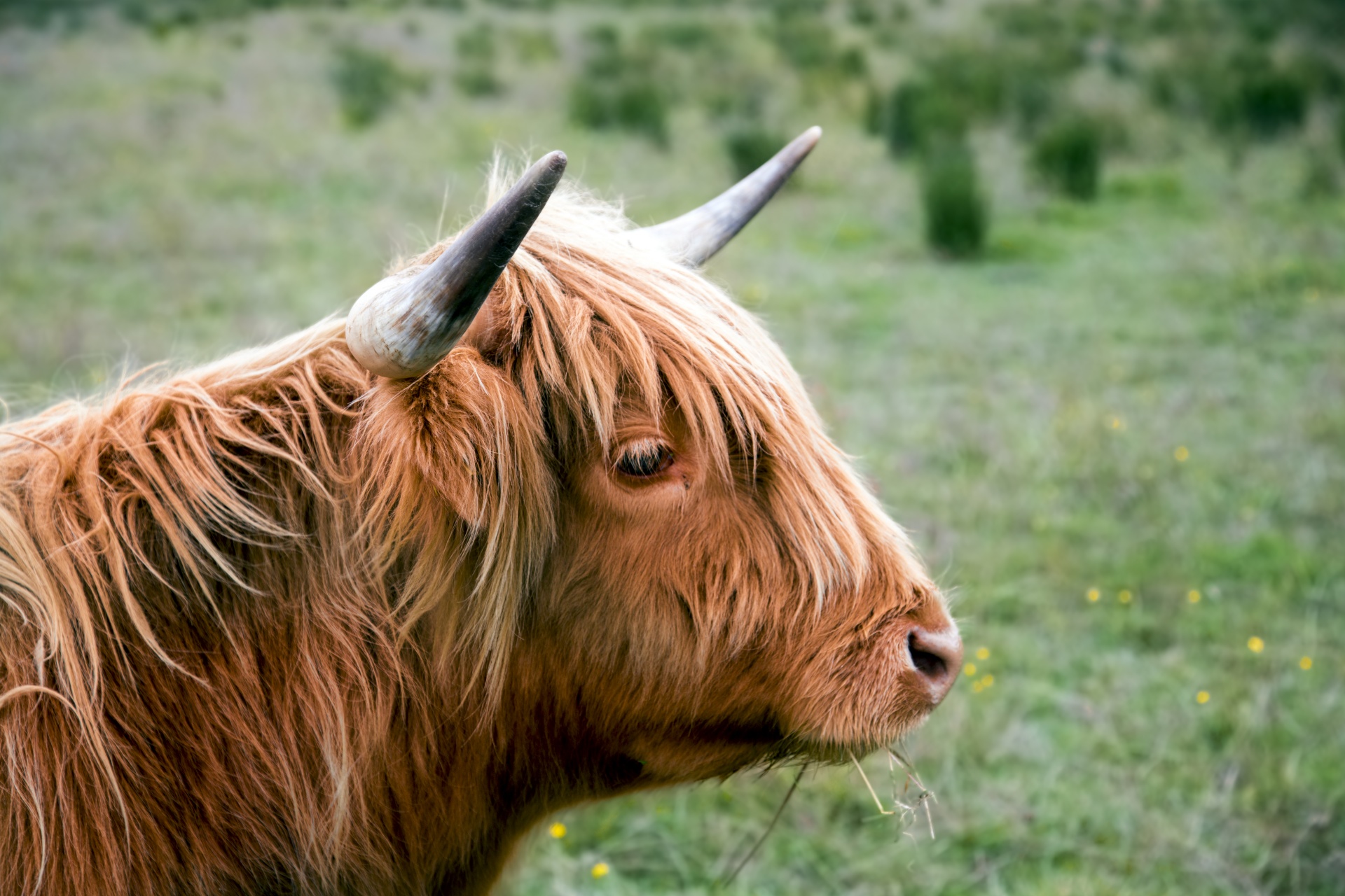 Temos,  Uk,  Fotografija,  Kalnas,  Augintiniai,  Ne,  Plaukuotas,  Loch,  Highland,  Žemdirbystė