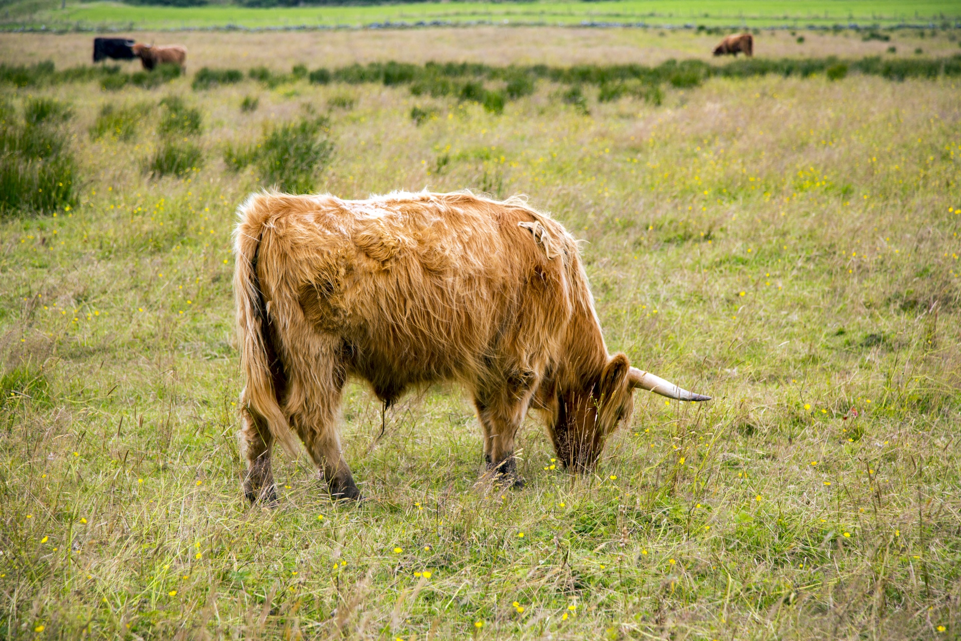 Temos,  Uk,  Fotografija,  Kalnas,  Augintiniai,  Ne,  Plaukuotas,  Loch,  Highland,  Žemdirbystė