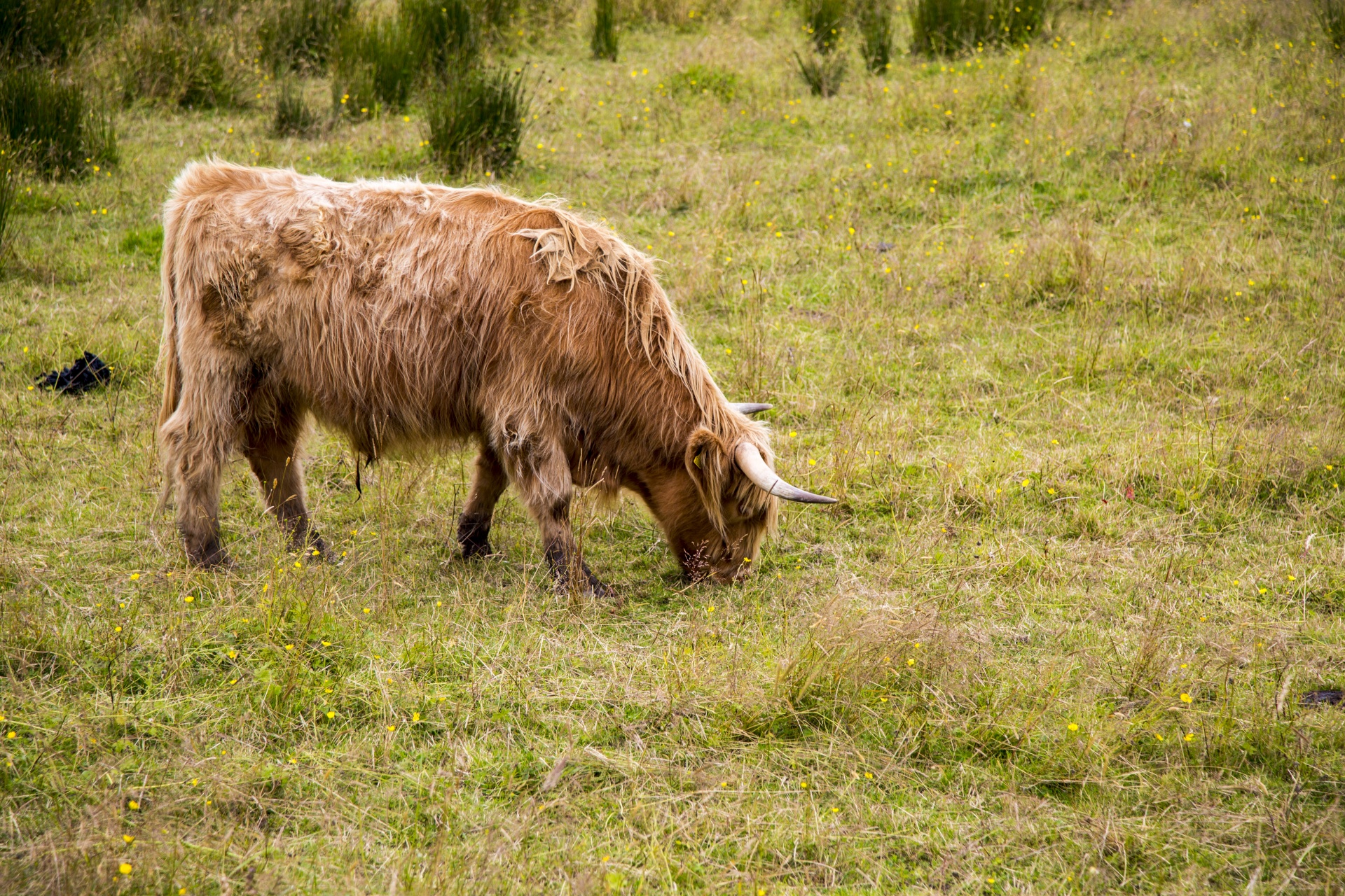 Temos,  Uk,  Fotografija,  Kalnas,  Augintiniai,  Ne,  Plaukuotas,  Loch,  Highland,  Žemdirbystė