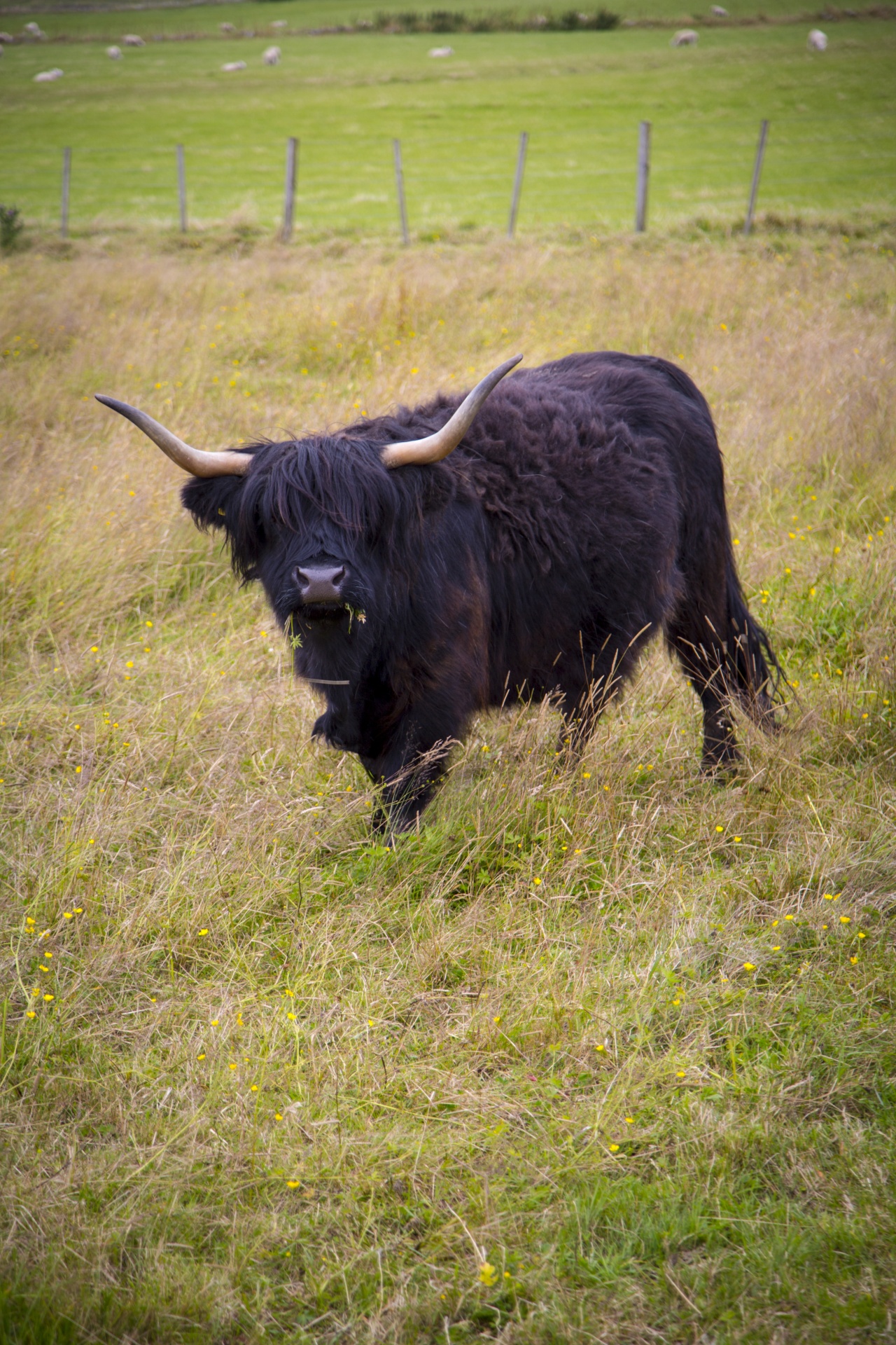 Temos,  Uk,  Fotografija,  Kalnas,  Augintiniai,  Ne,  Plaukuotas,  Loch,  Highland,  Žemdirbystė