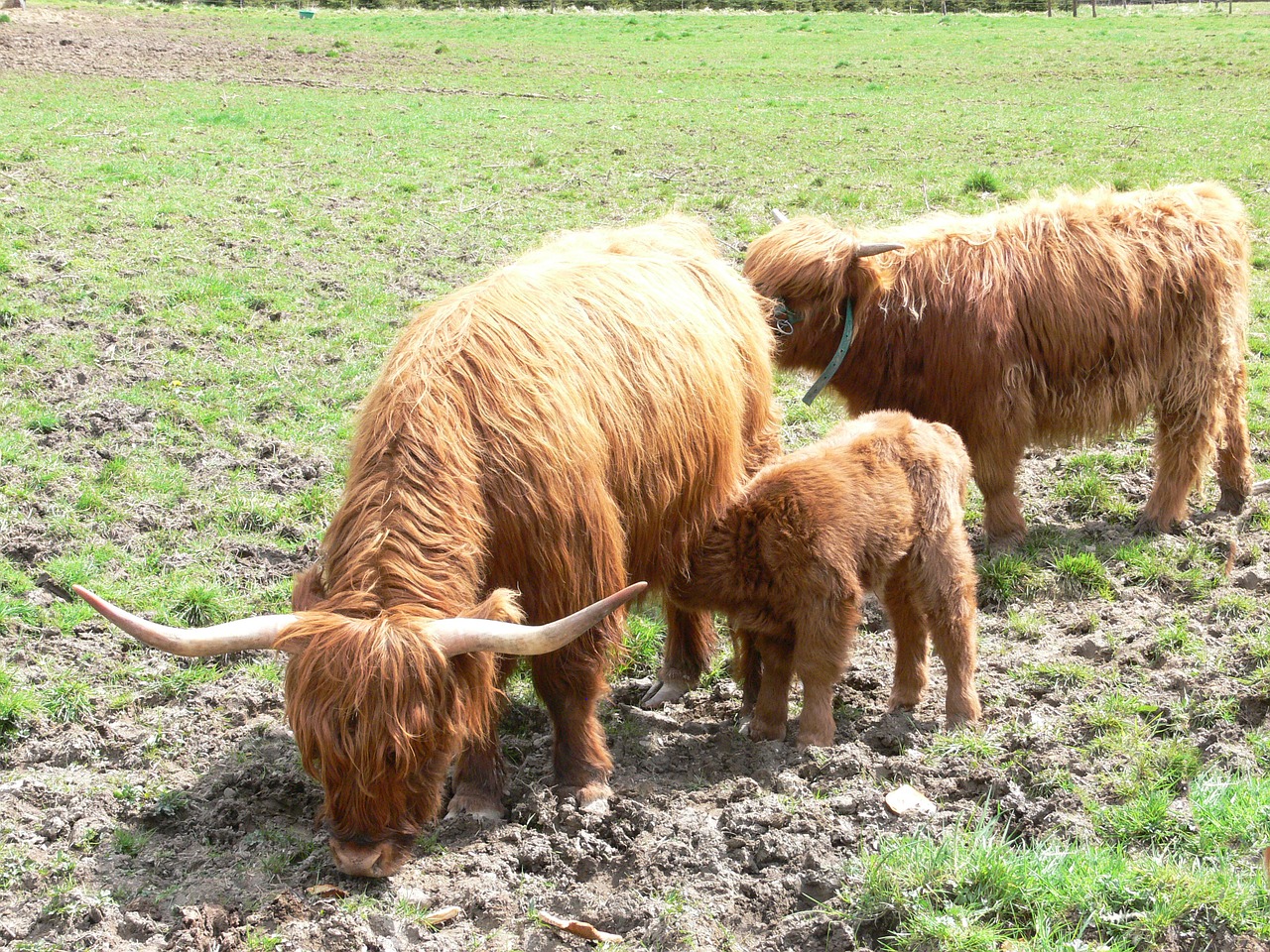 Highlandrind, Karvė, Galvijai, Jaunas Gyvūnas, Čiulpti, Highlands, Ragai, Škotija, Ūkis, Gyvūnas