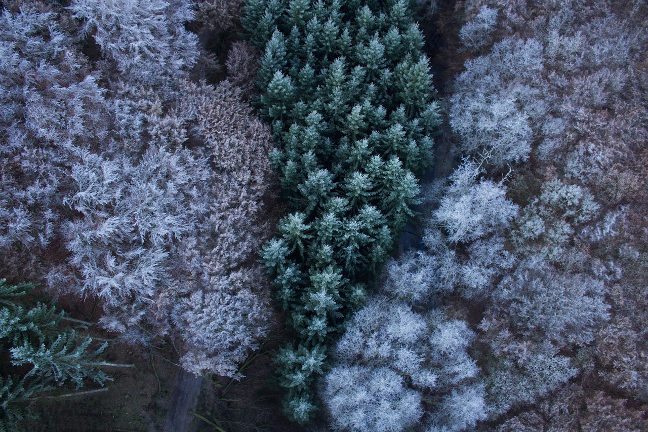 Žygiai, Out, Nuotykis, Gamta, Eglės, Miškas, Žalias, Kraštovaizdis, Medis, Filialas