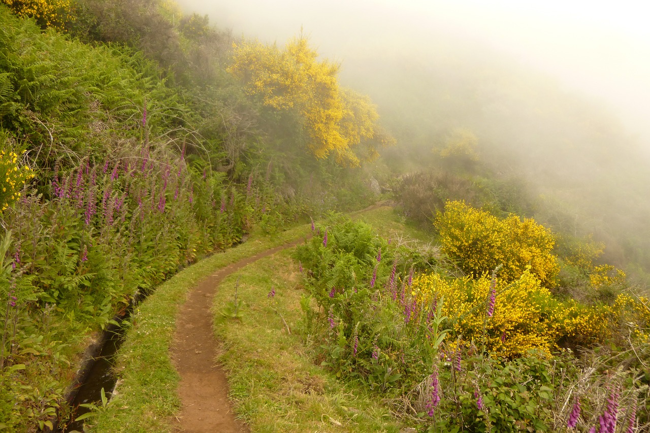 Žygiai, Madeira, Portugal, Takas, Debesys, Rūkas, Nemokamos Nuotraukos,  Nemokama Licenzija