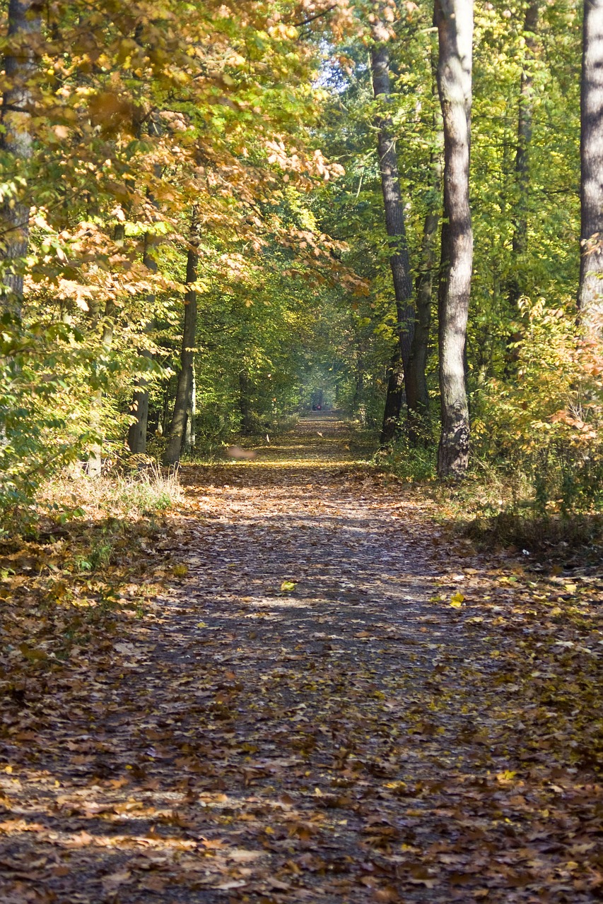 Žygiai, Kelias, Aukštas, Aukštyn, Atsiras, Lapai, Klevas, Knyga, Spalio Mėn, Ruduo