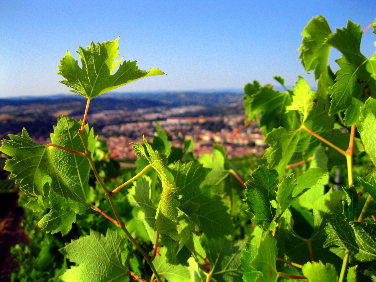 Žygiai, France, Lapai, Gamta, Miestas, Vaizdas, Kraštovaizdis, Dėmesio, Makro, Atstumas