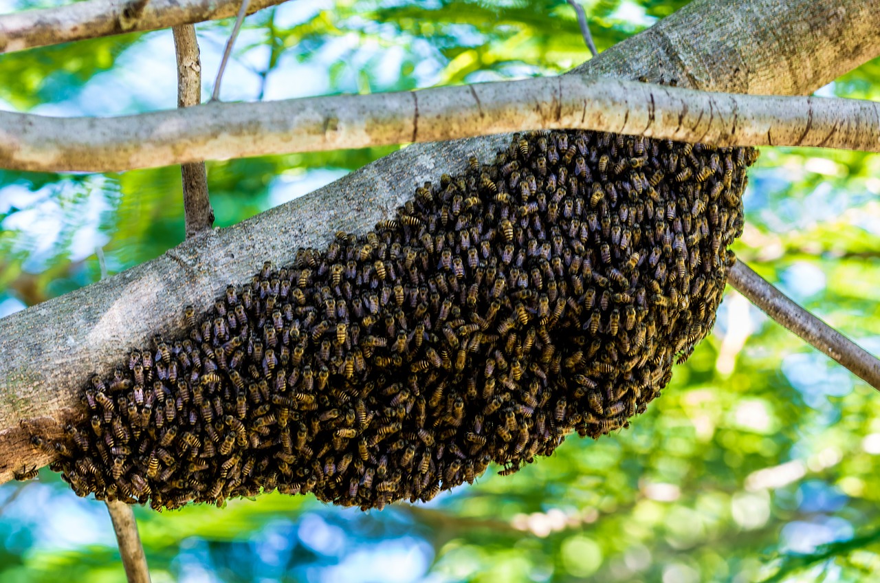 Bites, Bitės, Avilys, Nemokamos Nuotraukos,  Nemokama Licenzija