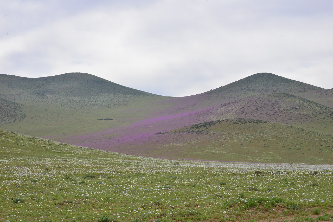 Kalvos, Žydintis Dykumas, Gėlės, Violetinė, Gėlė, Dykuma, Gamta, Dykumos Gėlė, Violetinė Gėlė, Nemokamos Nuotraukos