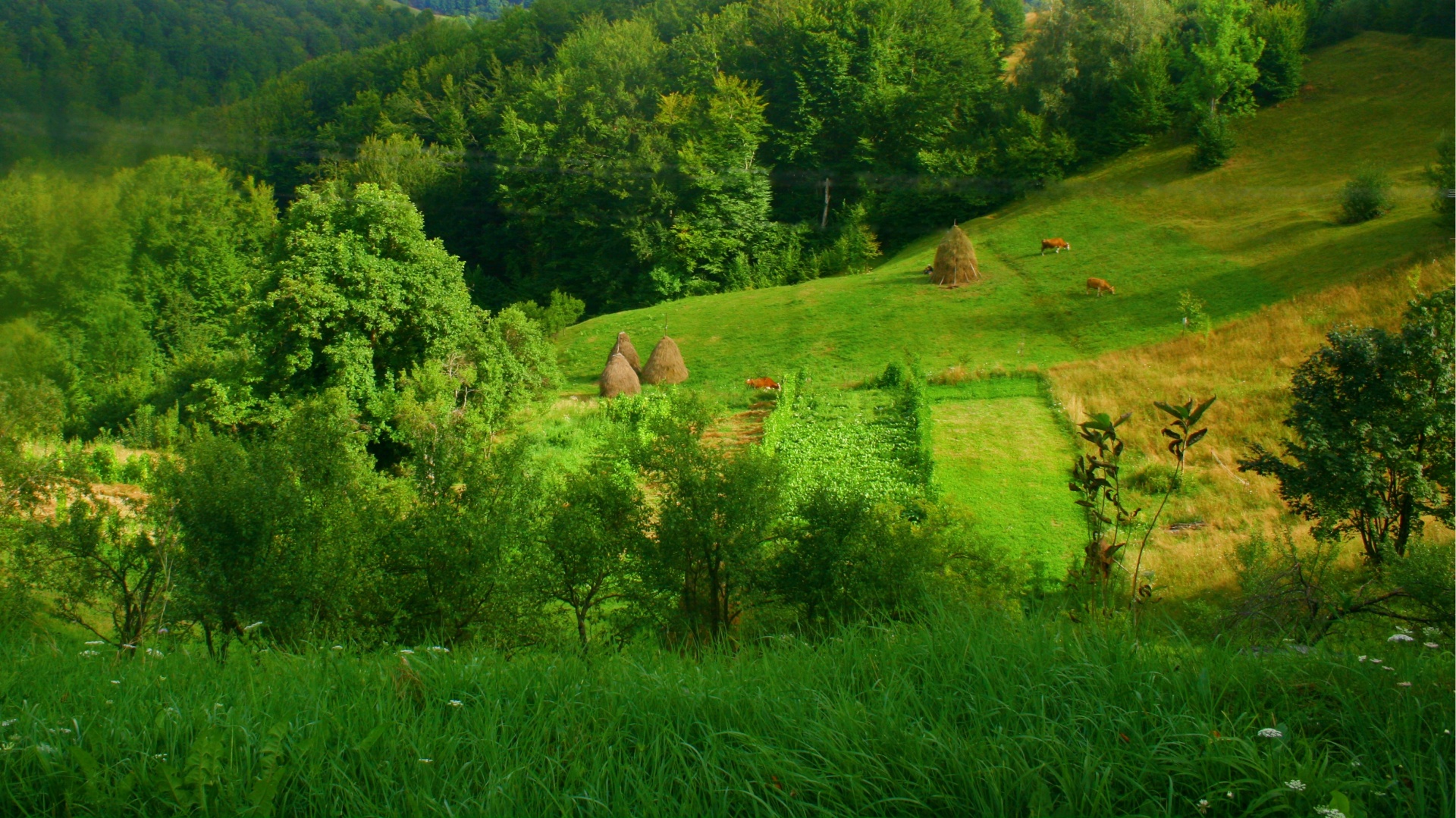 Hillside,  Kalnuose,  Kalnas,  Kalnas,  Žalias,  Gamta,  Hayrick,  Medžiai,  Romanija,  Sklypai