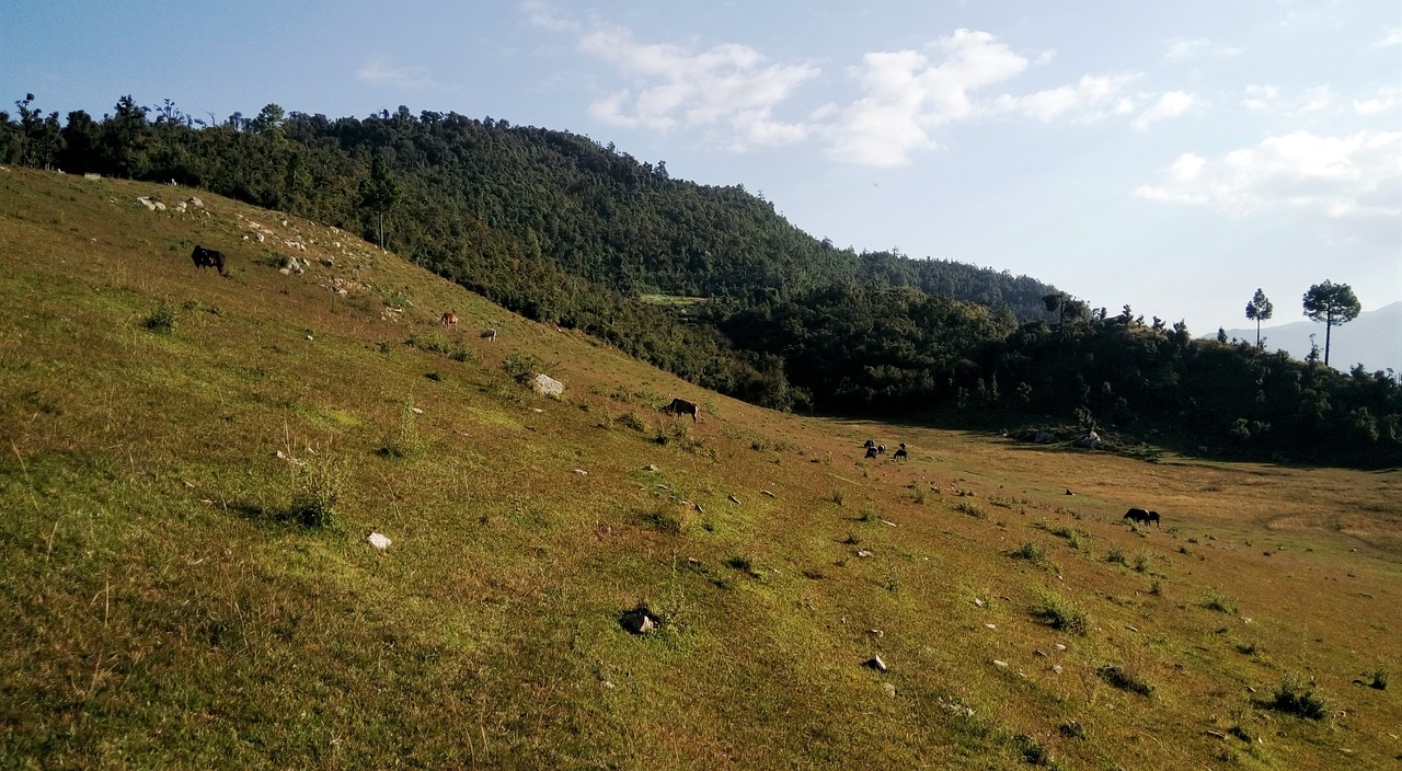 Himalajų Pievos, Ganykla, Kalnas, Galvijai, Tamsus Miškas, Gyvuliai, Gamta, Uttarakhand, Indija, Aplinka