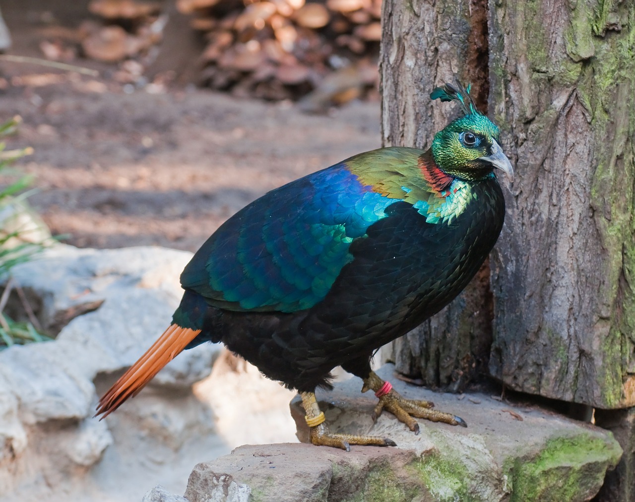 Himalajų Monala, Fazanas, Paukštis, Zoologijos Sodas, Spalvinga, Lophophorus Impejanus, Impejan Fazanas, Nepalo Nacionalinė Paukštis, Asija, Grakštus