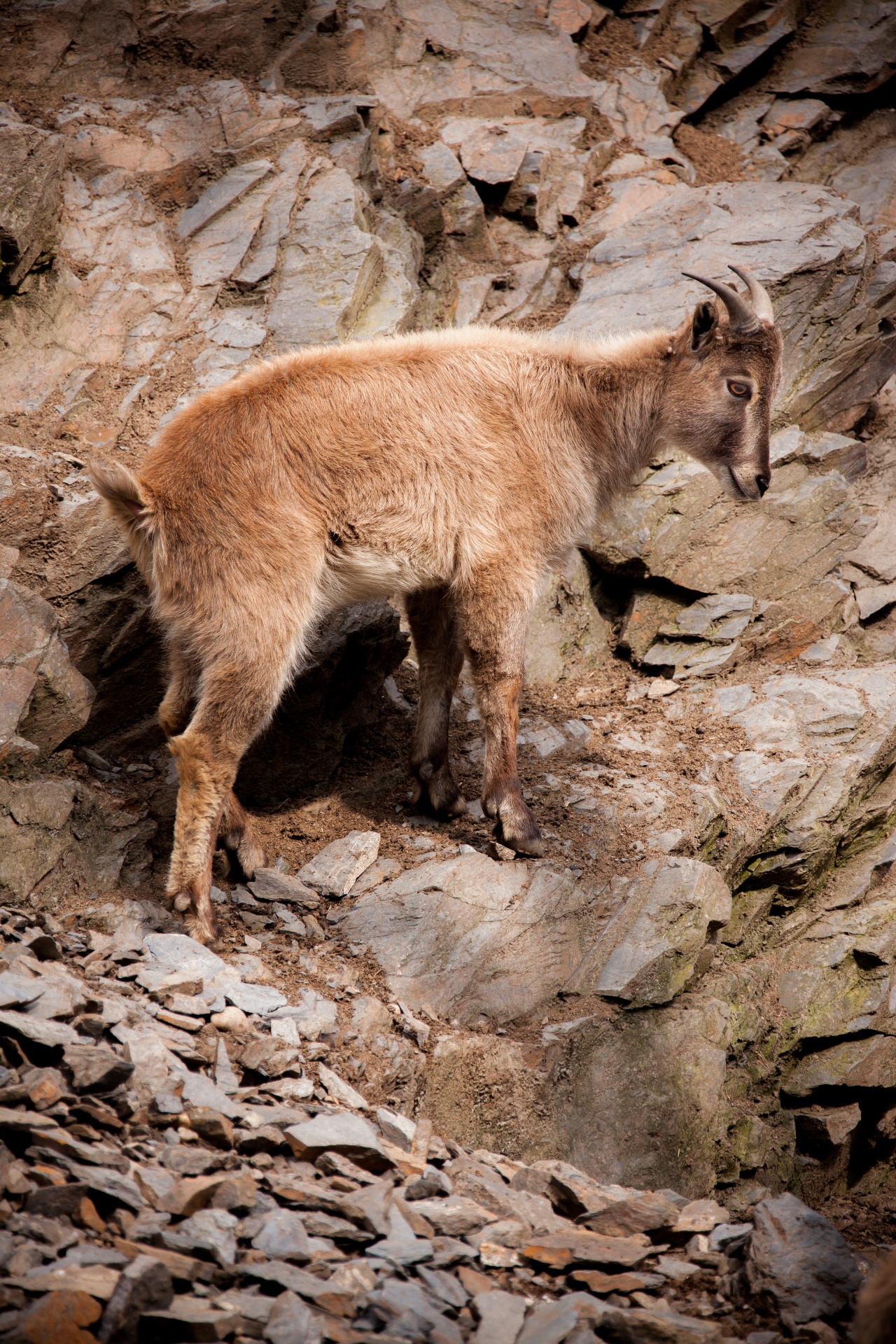 Alpių,  Gyvūnas,  Asija,  Fauna,  Ožka,  Buveinė,  Hemitragus & Nbsp,  Jemlahicus,  Himalajų & Nbsp,  Tahr