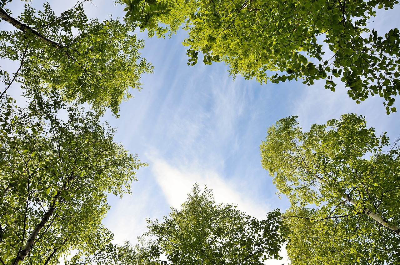 Himmel, Mėlynas, Vasara, Medis, Nemokamos Nuotraukos,  Nemokama Licenzija