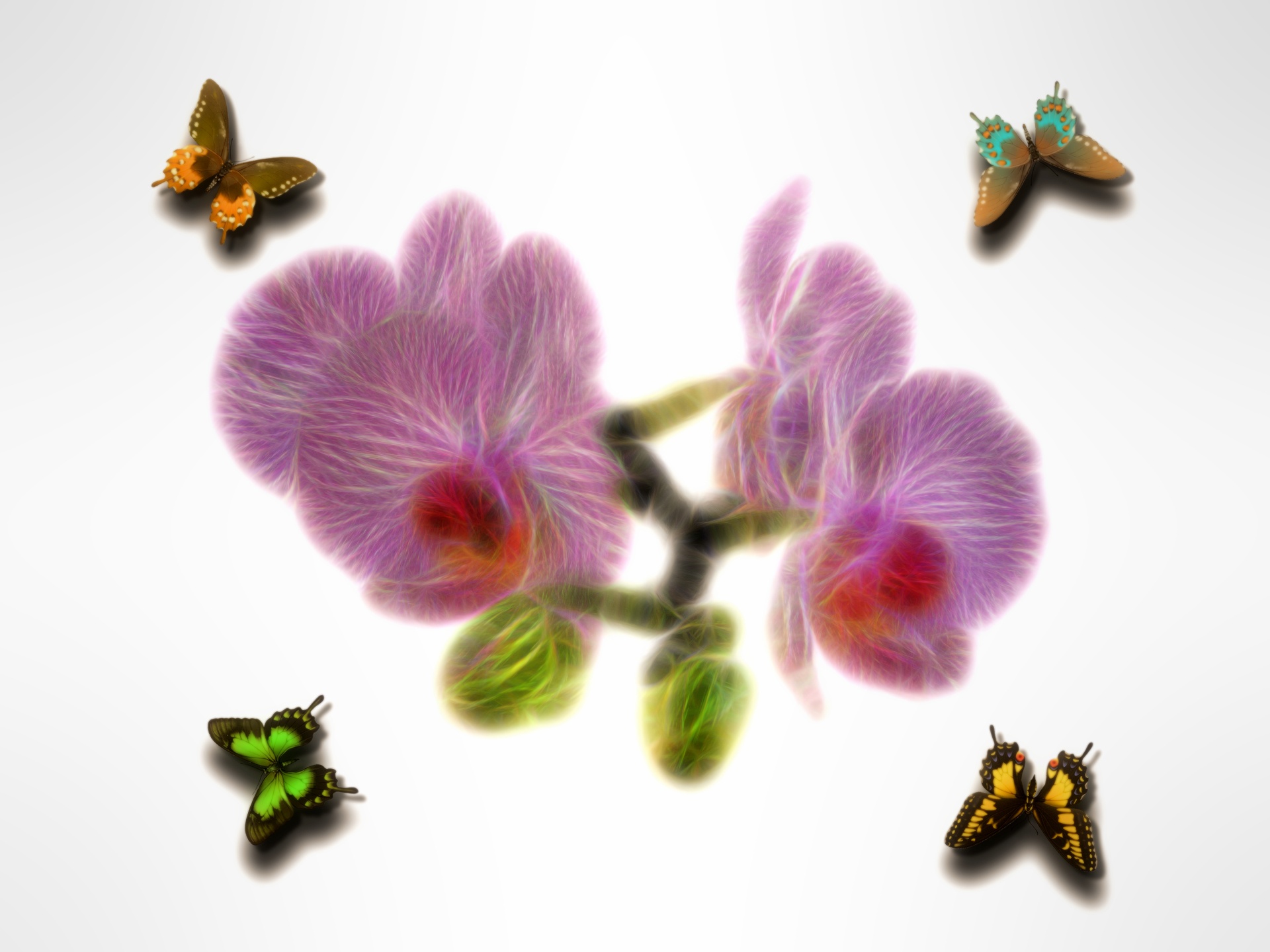 Orchidėjos,  Gėlės,  Sodas,  Orquidea,  Gamta,  Pavasaris,  Augalas,  Gėlė,  Spalvinga,  Violetinė & Nbsp
