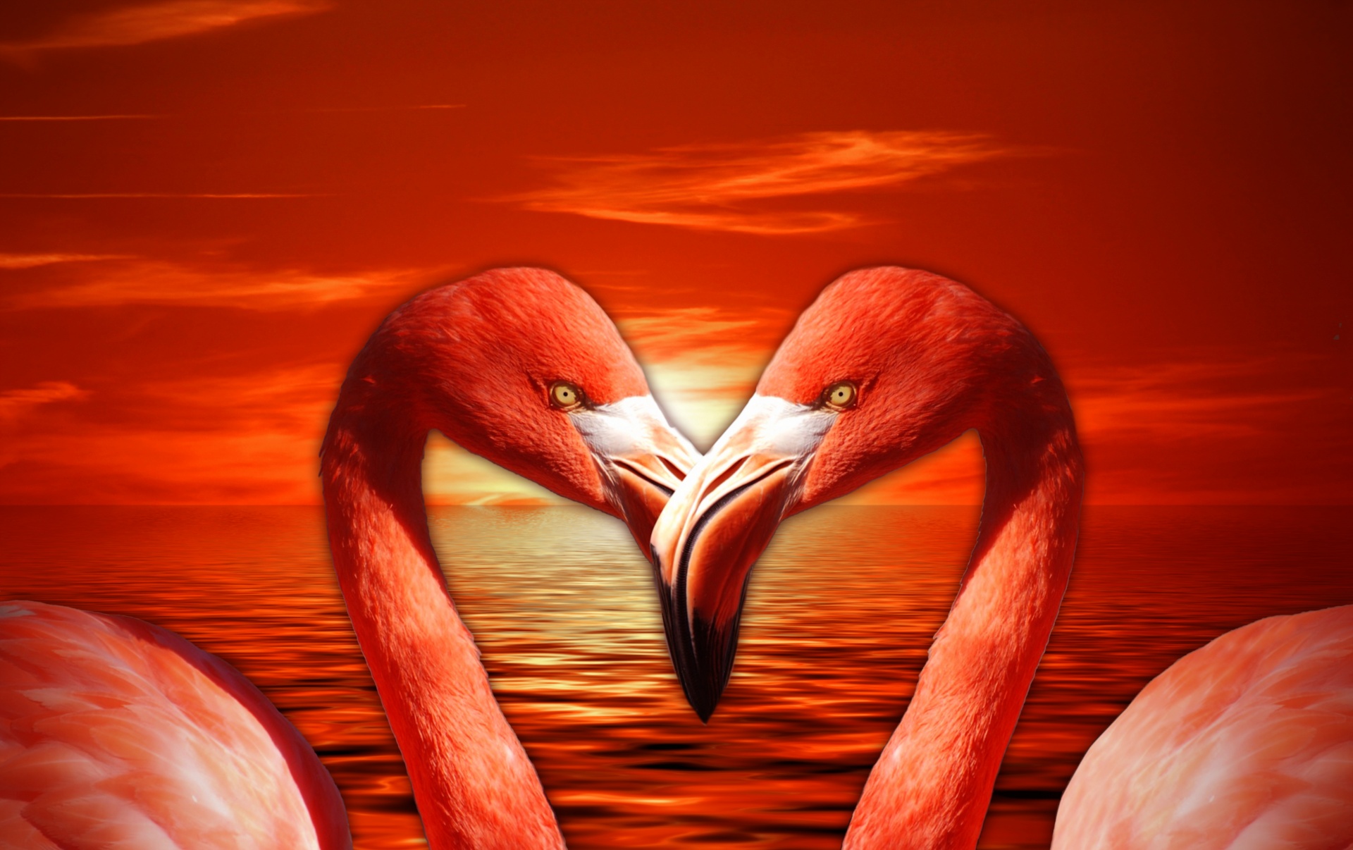 Flamingo,  Valentine,  Širdis,  Valentines,  Meilė,  Romantiškas,  Pora,  Raudona,  Oranžinė,  Lašiša